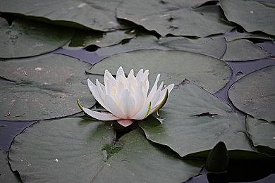 《班迪》系列新作《班迪：独狼》数字版上市日期公布